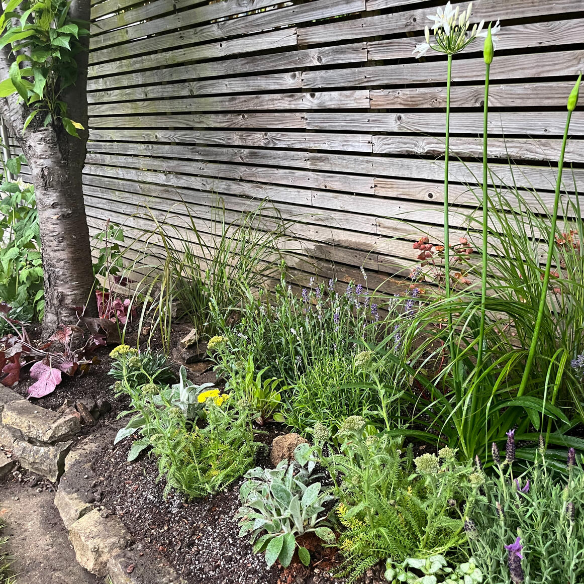 Photo of a newly planted gravel garden bed with Mediterranean planting. Plants include Lavenders, Lamb's Ear, Euphorbias, and Agapanthus.