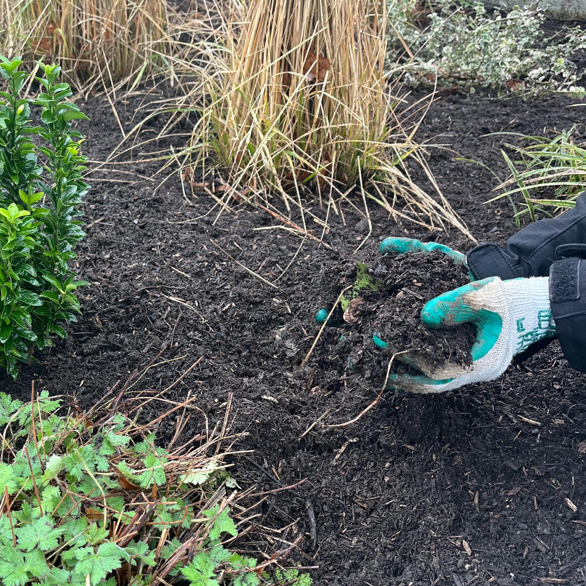 Photo of a WILD habit gardener's gloved hands holding compost over a mulched bed.